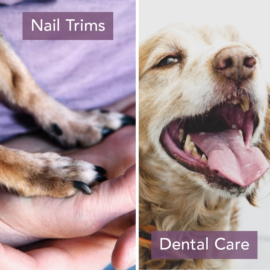 Pet Grooming Services City Way Animal Clinic Irvington