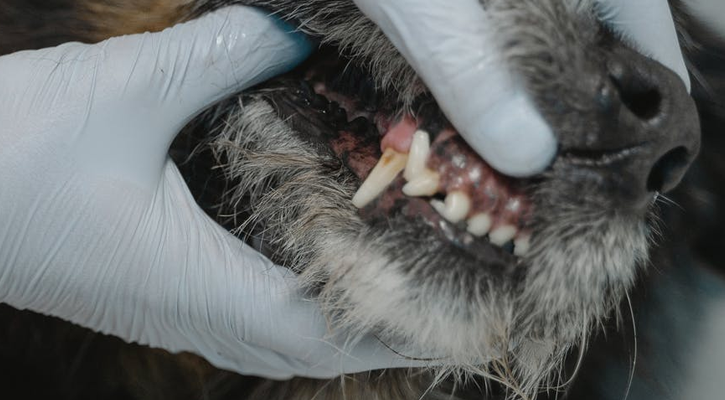Dog Dental Exam Dog Dental Exam