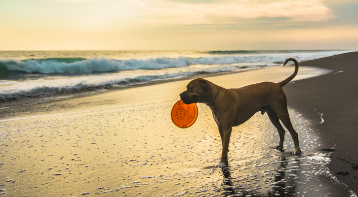 dog progesterone testing