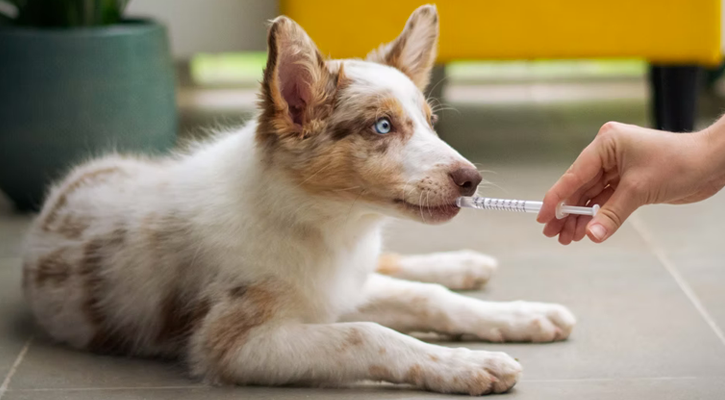 Dog with Syringe