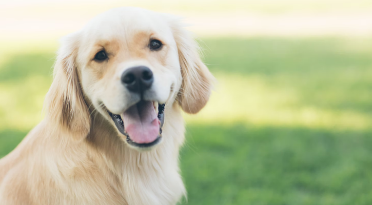 Happy Dog Happy Dog