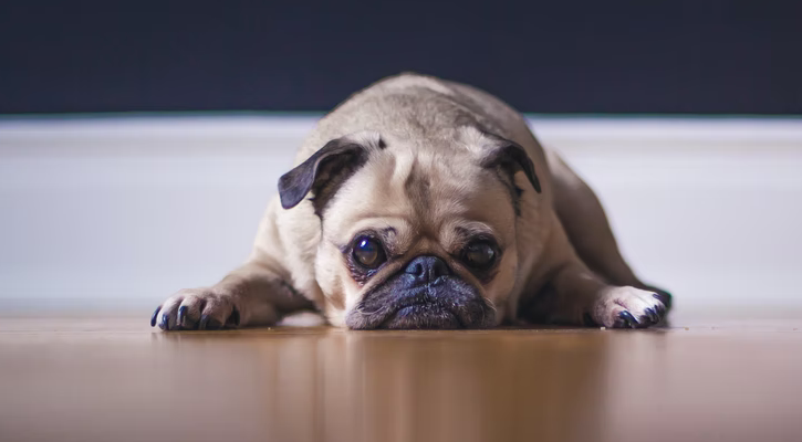 Eyelid Tacking Surgery Sad Pug