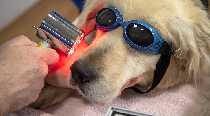 pet laser therapy near me