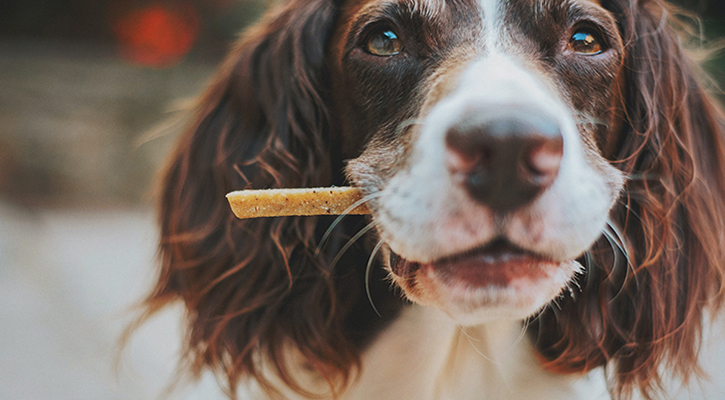 pet fecal testing pet fecal testing